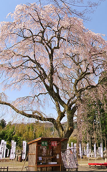桜「開運桜」
